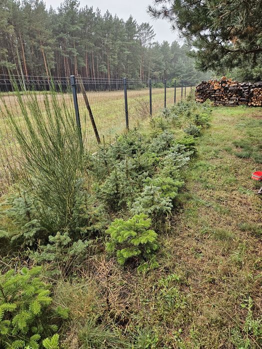 Sadzonki choinek srebrnych, świerk srebrny