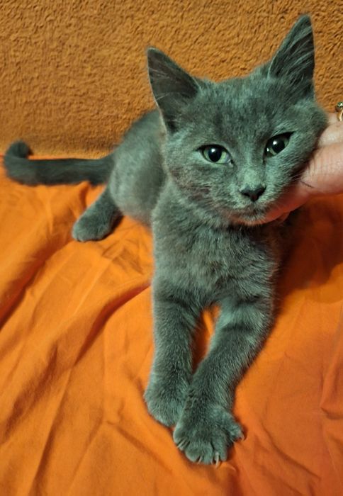 Отдам  котёнка  девочку в хорошие руки.