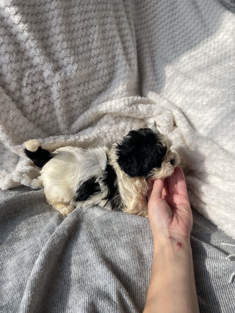 Shihtzu macho pequeno