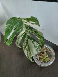 Monstera variegata