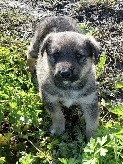 Продам щенятко вівчарки 100$