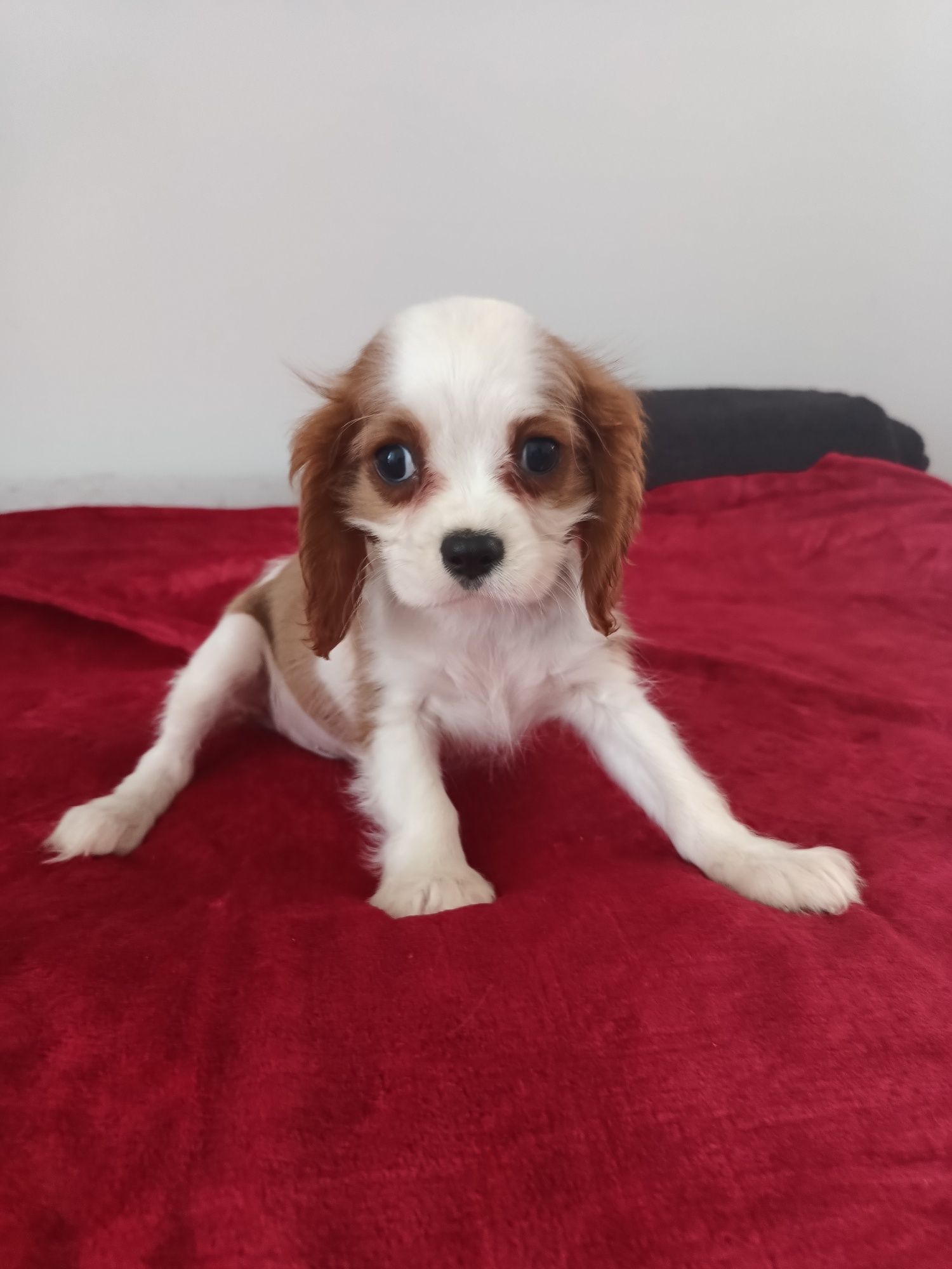 Psy rasowe cavalier King Charles spaniel