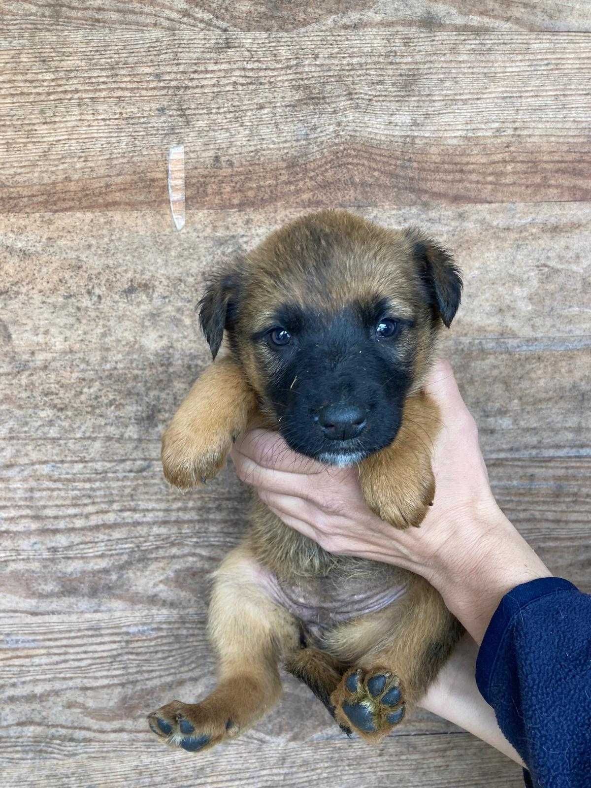 Cachorros de porte médio/grande para adoção