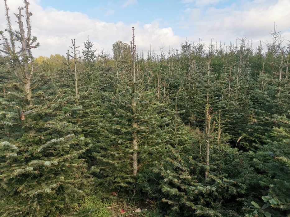 Świerk, jodła, choinki, drzewka bożonarodzeniowe