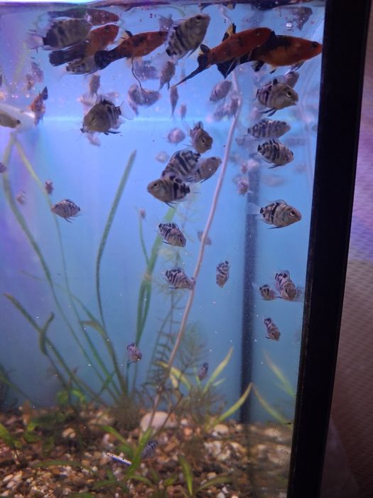 Рыбка голубой тигр