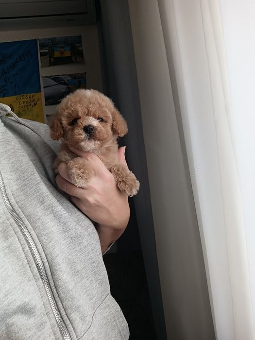 Дівчинка мальтипу. Київ. Готова до переїзду.