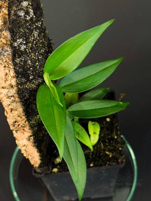 Philodendron sp. „green spear”, terrarium, vivarium, paludarium