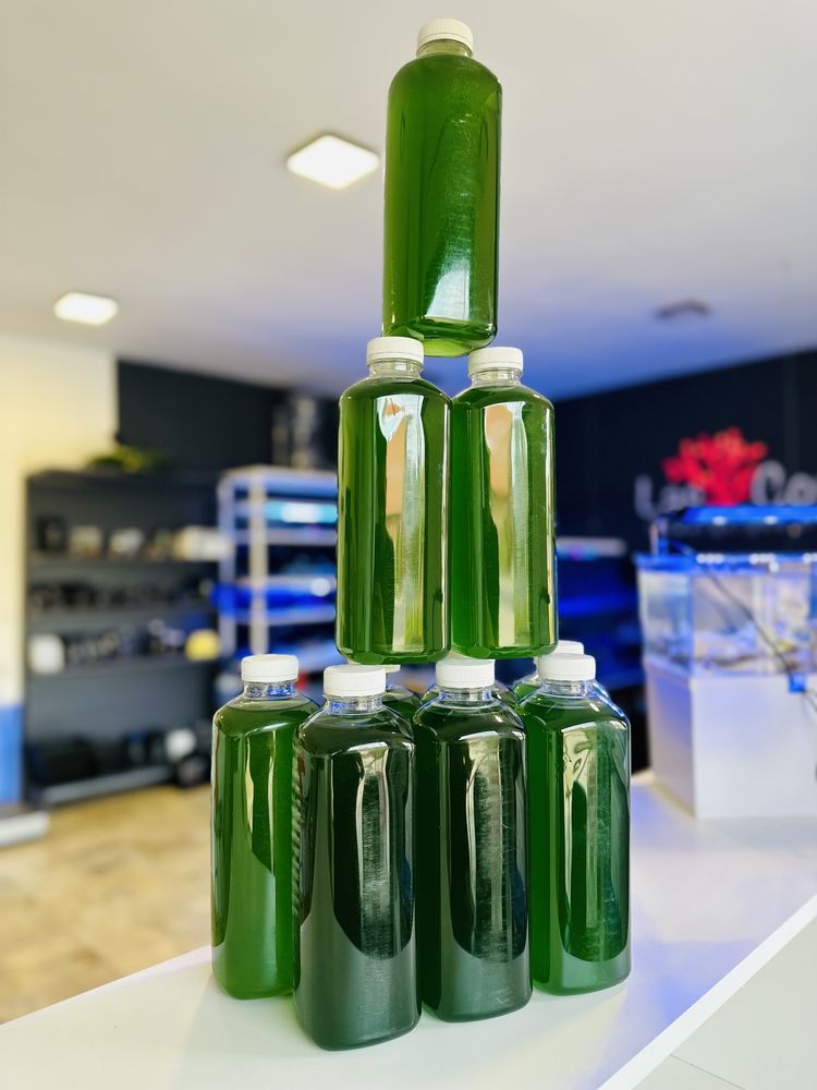 Fitoplankton Nannochloropsis pokarm dla korali akwarium morskie!