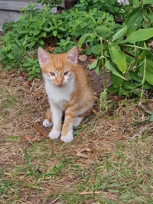 Kot 3,5miesięczny od ręki