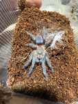 Dolichothele diamantinensis samica 2dc