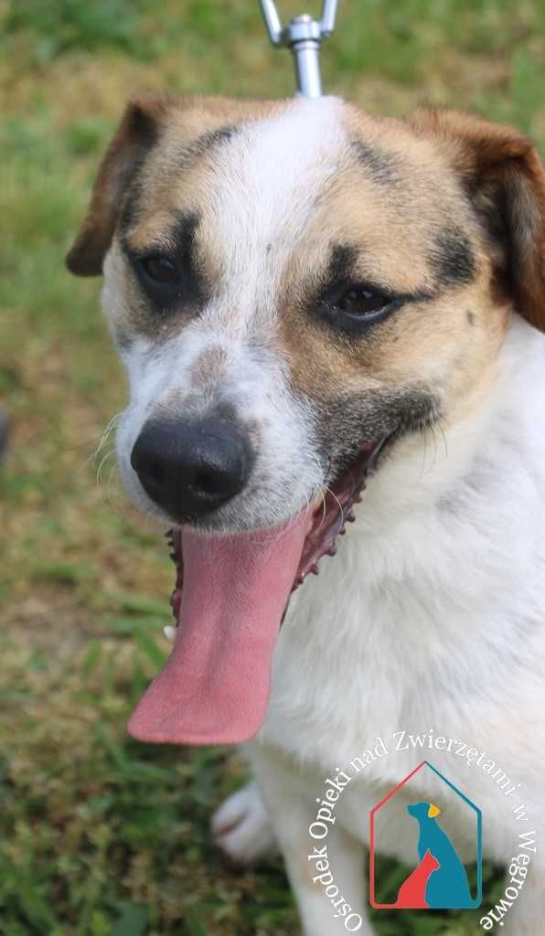 WESOŁY, MŁODY, śliczny, waży tylko 9 kg - Tomiś czeka na domek