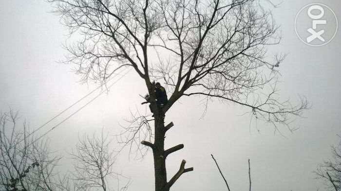 wycinka drzew , karczowanie