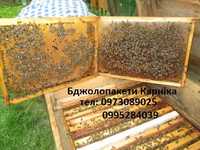 Продам бджолопакети породи Карніка
