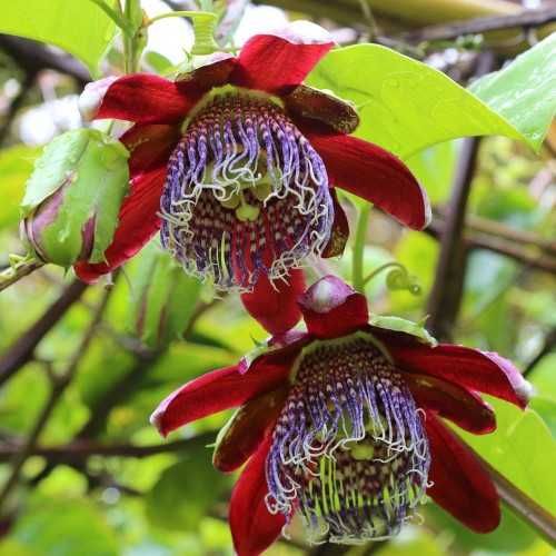 PASSIFLORA ALATA passiflora czerwona+Gratisy