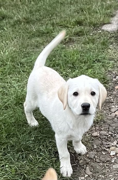 Продаж лабрадорів