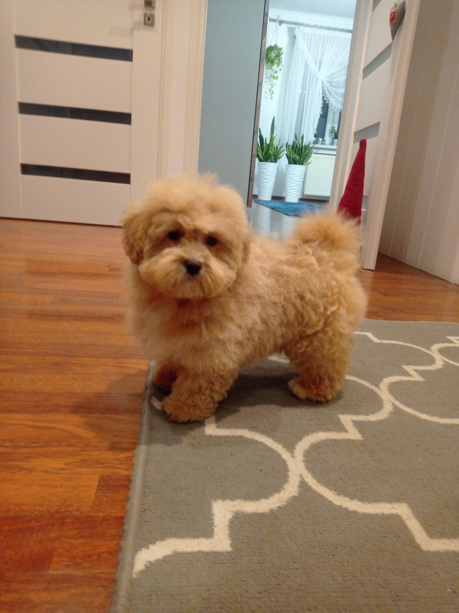 Maltipoo maltańczyk & pudel toy piesek
