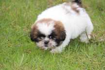 Cachorro shit-tzu com Lop Pedigree