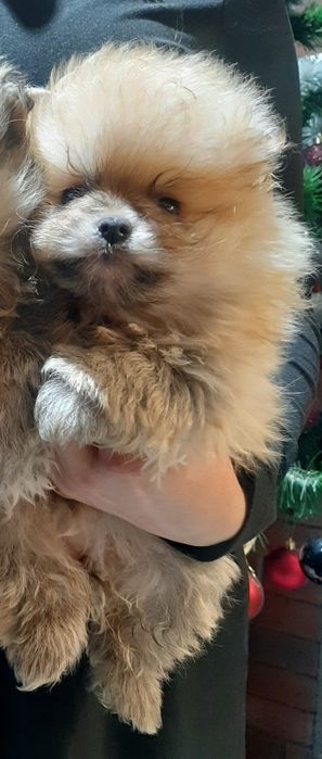Szpic miniaturowy pomeranian