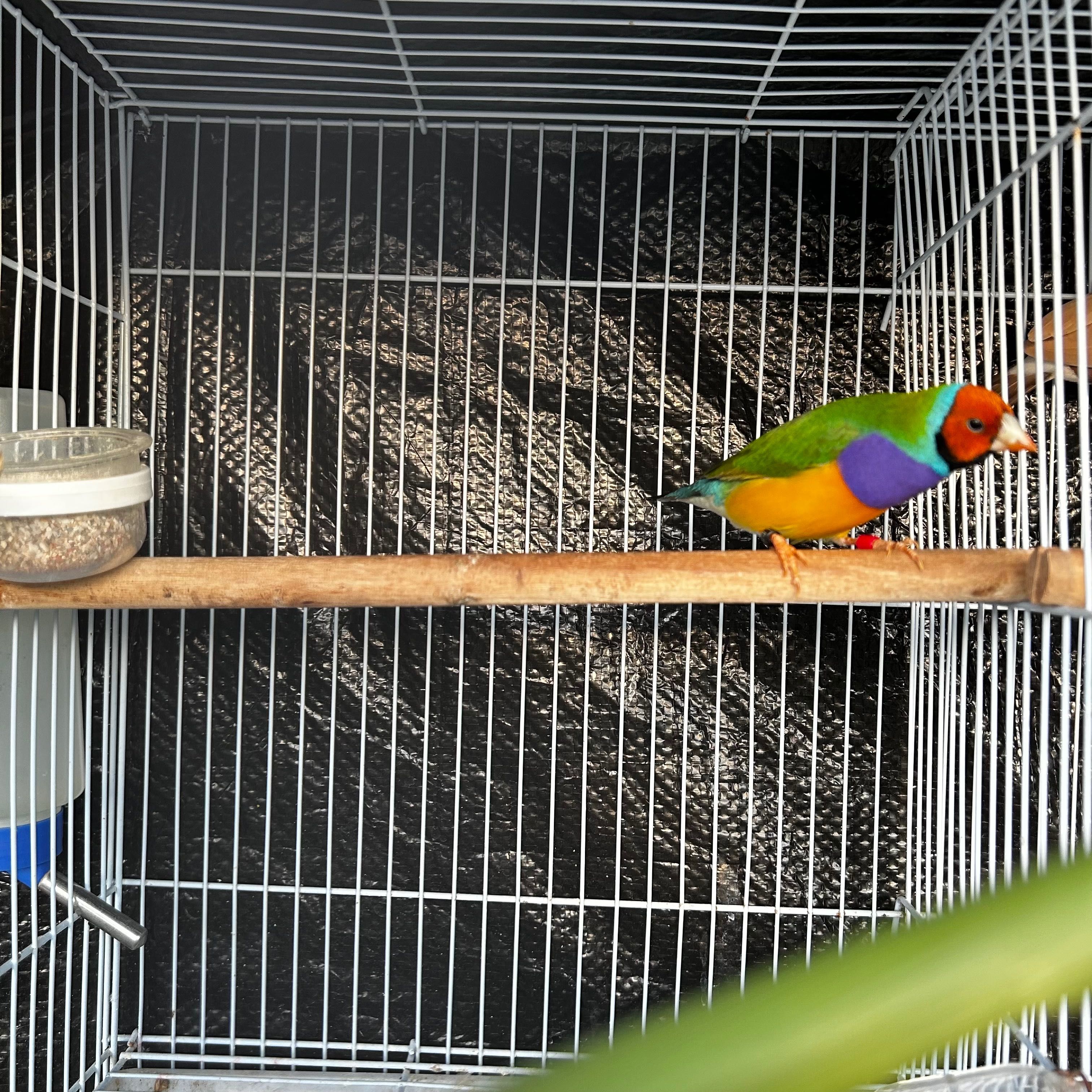 Diamante gould macho deste ano.