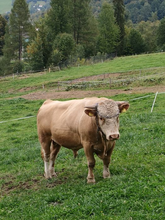 Byki około 600 kg