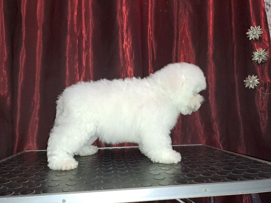 Щенки Бишон Фризе — питомник «Симфония Души»