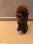 Pudel Toy Red Brown - piesek gotowe do odbioru?