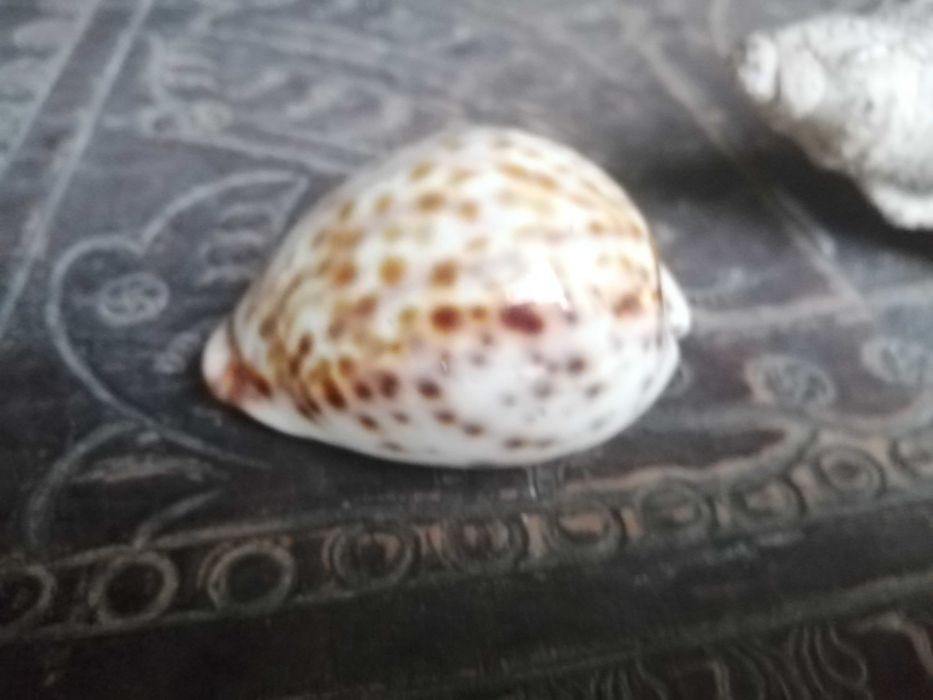 conj 2 buzios naturais