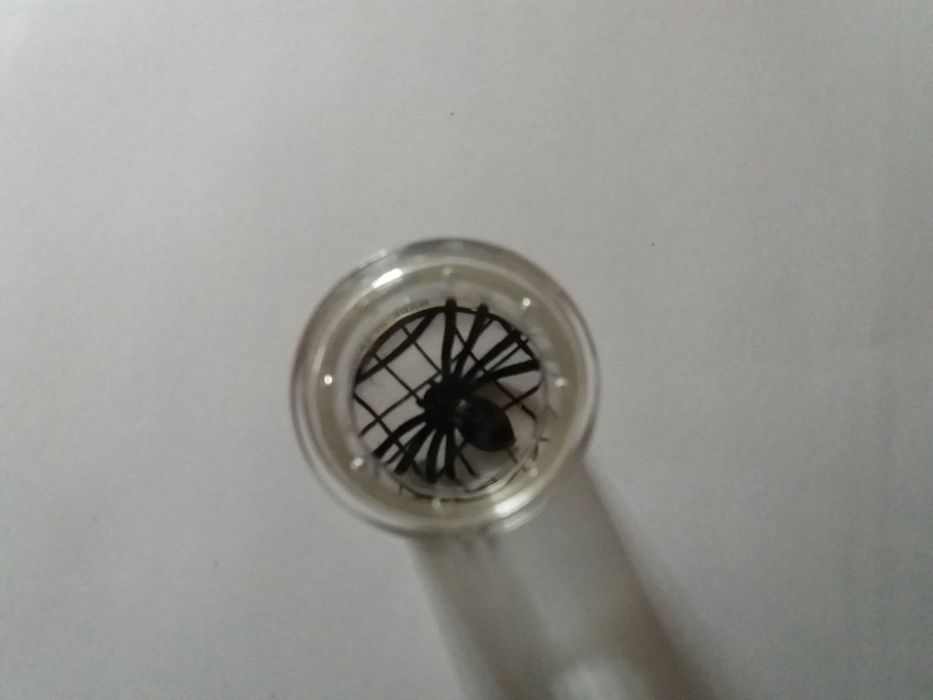 Lupa com Aranha e teia nova