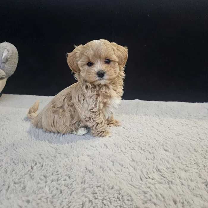 Maltipoo disponível