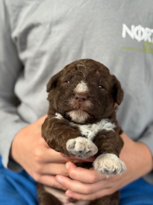 Lagotto romagnolo ZKwP/FCI - piękny czekoladowy pies