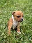 Staffordshire Bull Terrier FCI