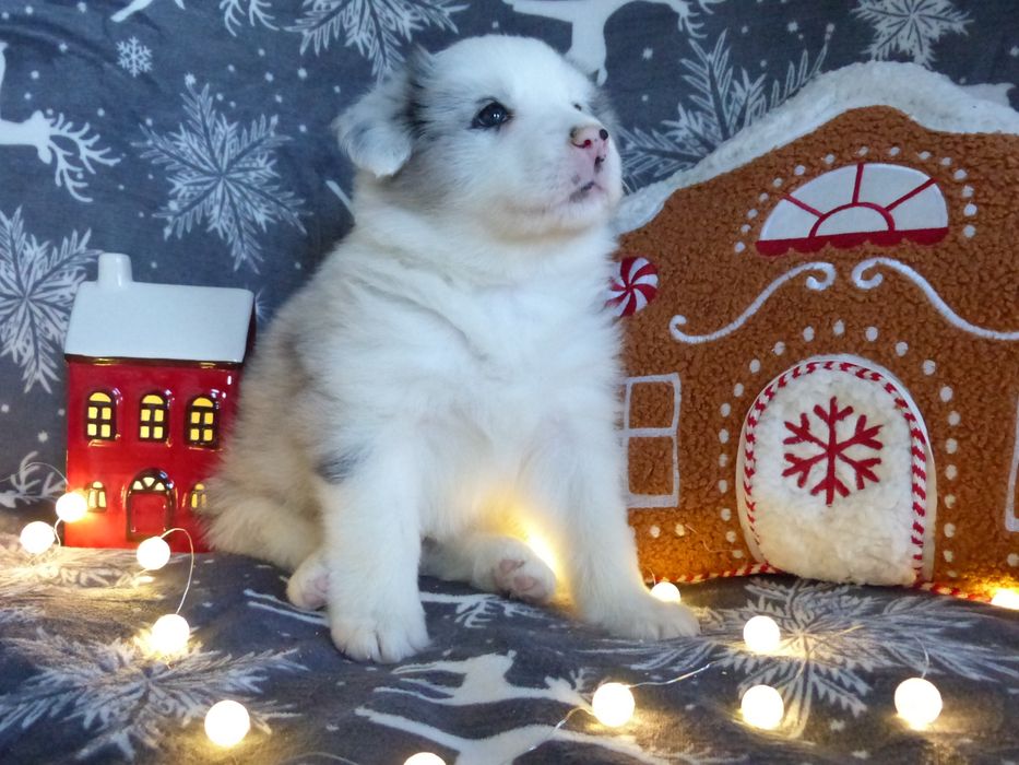 Border Collie ZKwP/FCI piesek blue merle