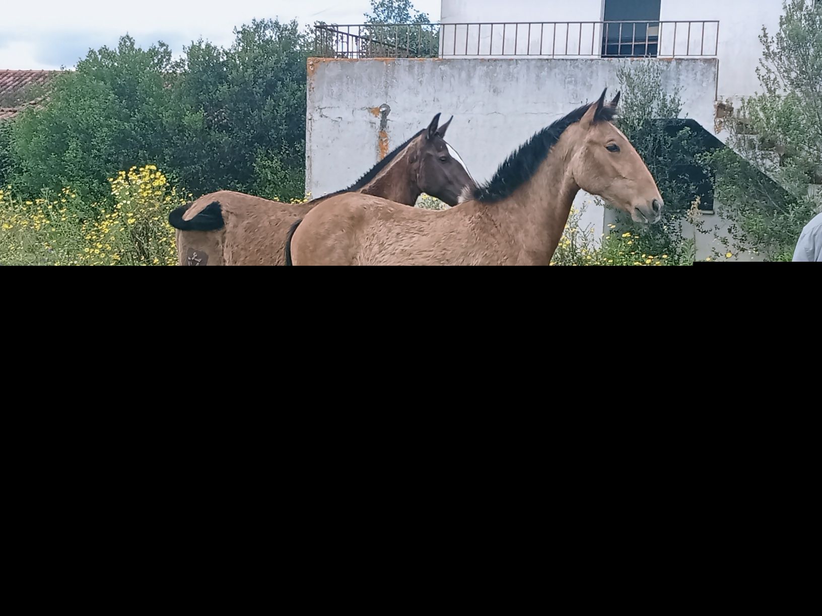 Vendo cavalos Lusitanos, éguas, poldros, poldras (Ler descrição)