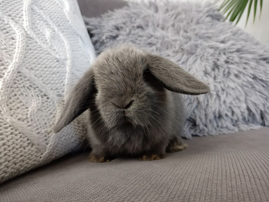 Królik miniaturka mini lop minilop