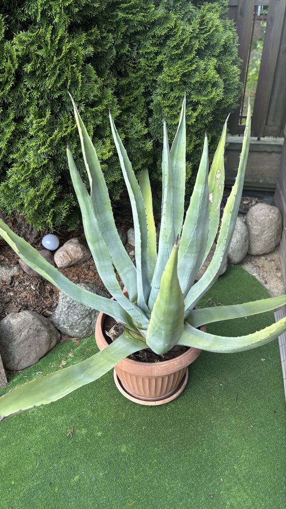 Agawa doniczkowa okolo 120 cm wysokości