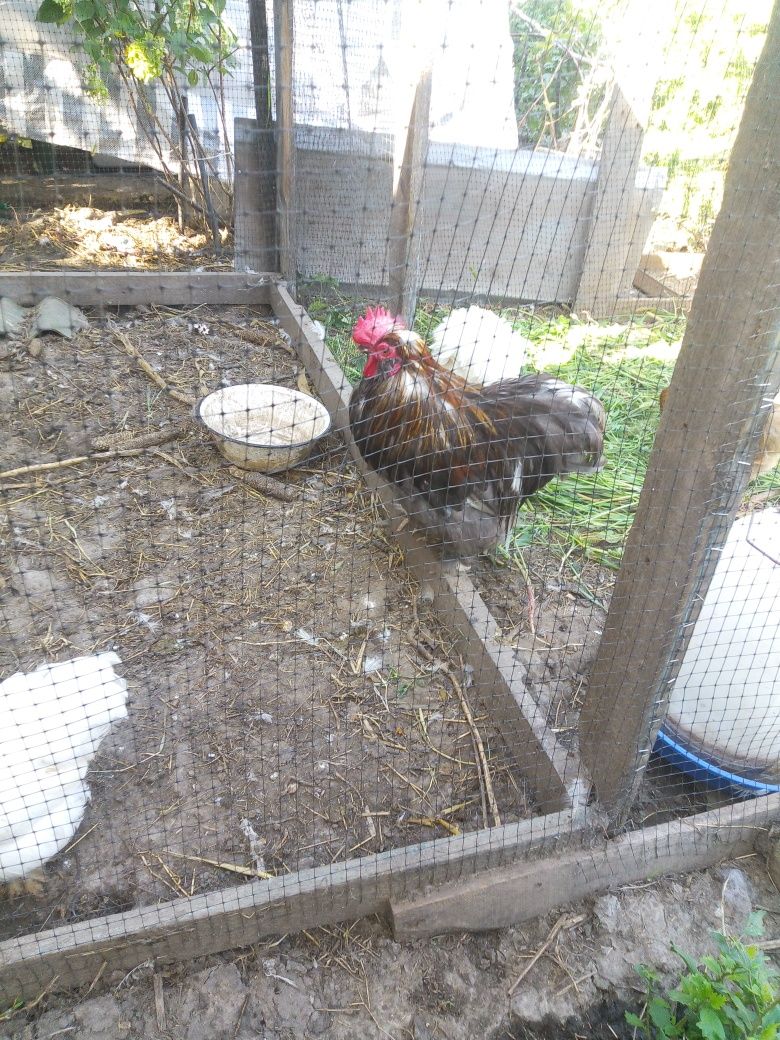 Цыплята и Инкубацыонное яйцо