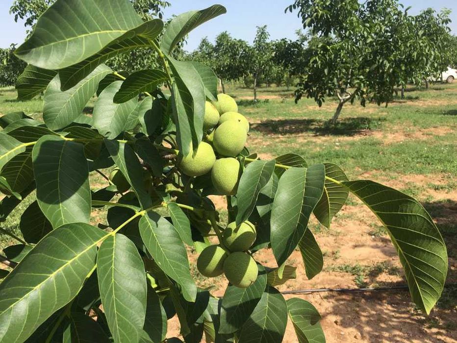 Саджанці низькорослого волоського горіха Ідеал