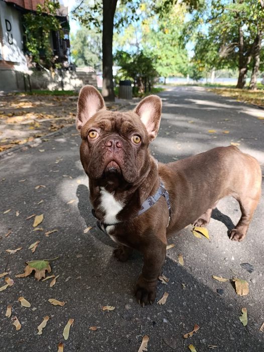 Вязка французький бульдог