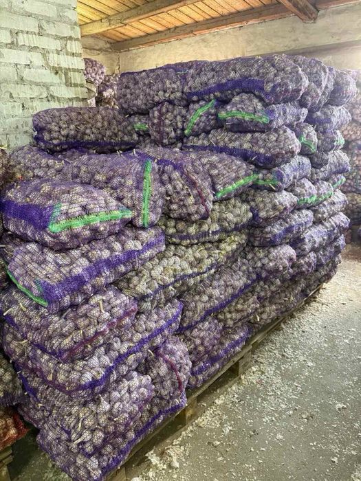 Продам невеликий часник/товарний