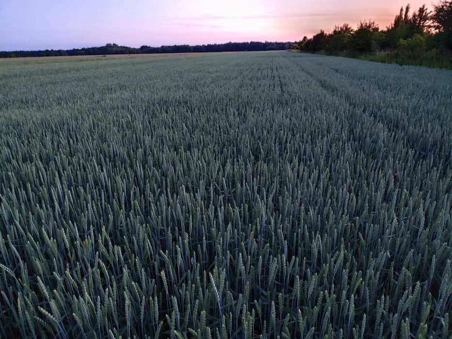 Pszenica ozima Euforia pierwszy odsiew po centrali