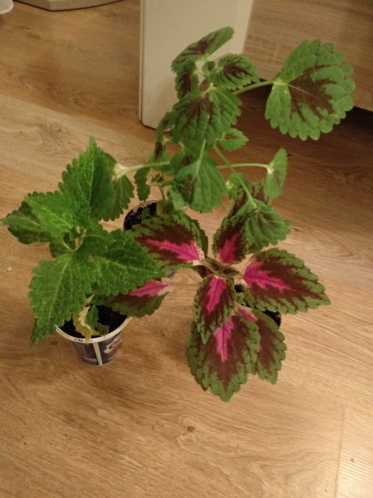 Trzy różne pokrzywki