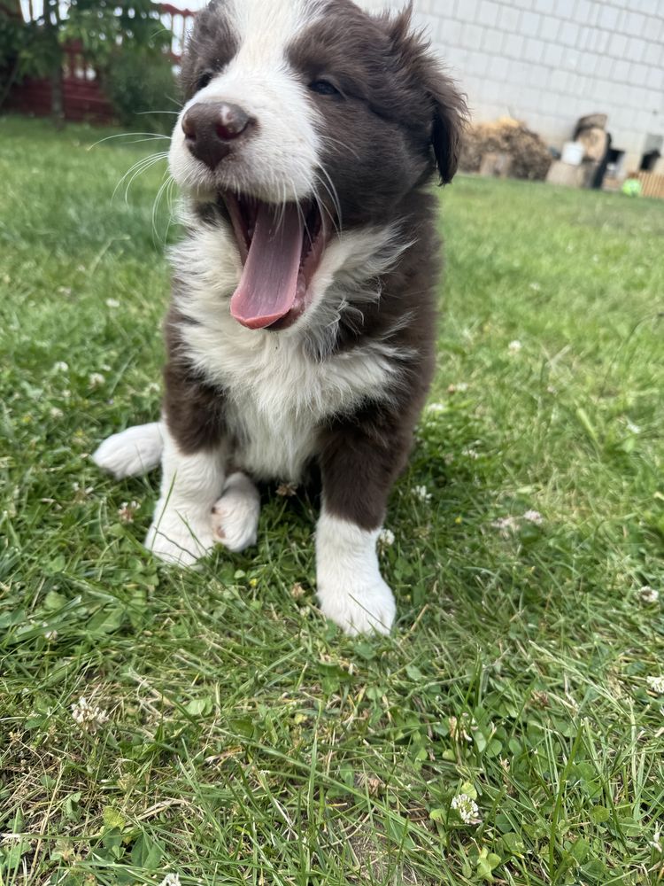 Border Collie czekoladowy szczeniak