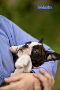 boston terrier szczeniak piesek Yaśmin / rodowód ZKwP FCI