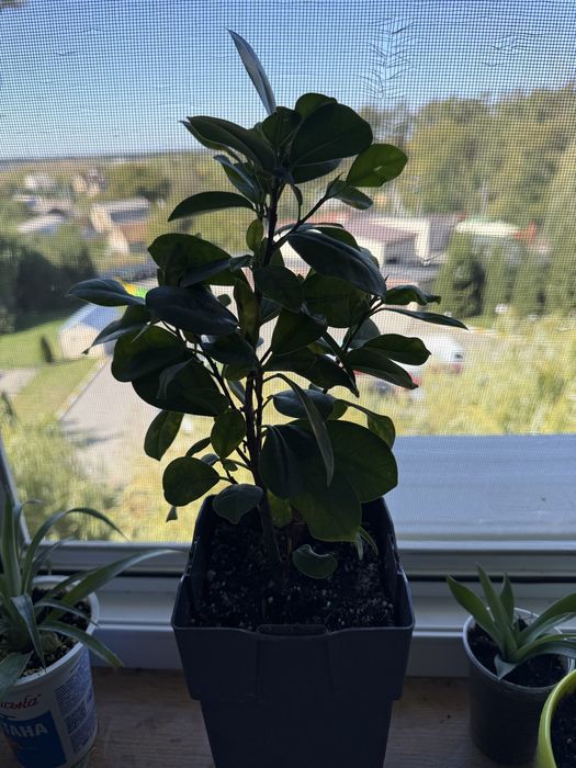 Фікус Мокламе кімнатний