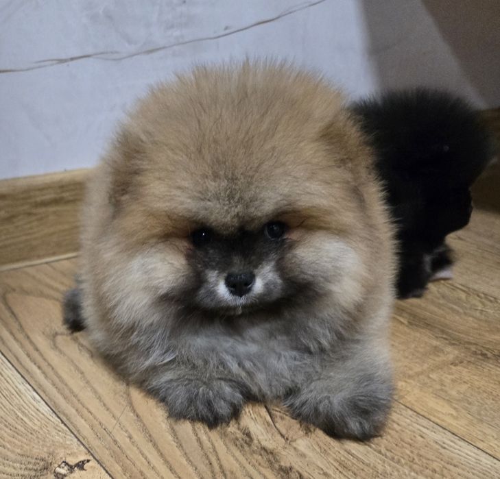 Szpic miniaturowy pomeranian
