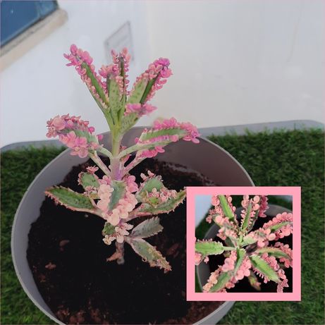 Kalanchoe pink butterfly