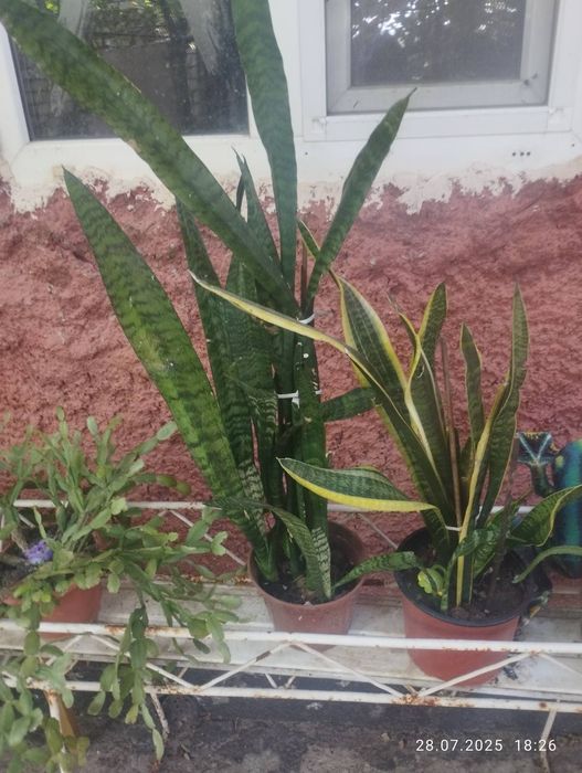 Продам недорого кімнатні рослини