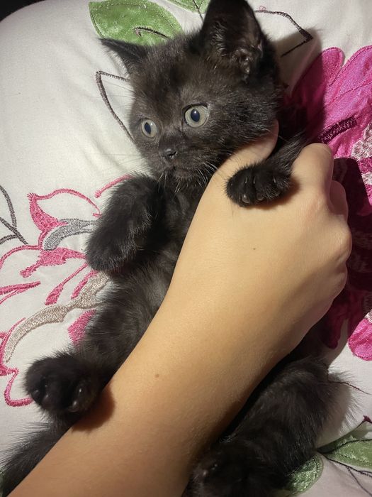котики киця котик кошенята кошеня