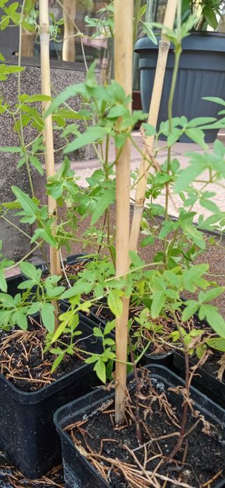 Bill MacKenzie Powojnik Clematis pnącze ogrodowe