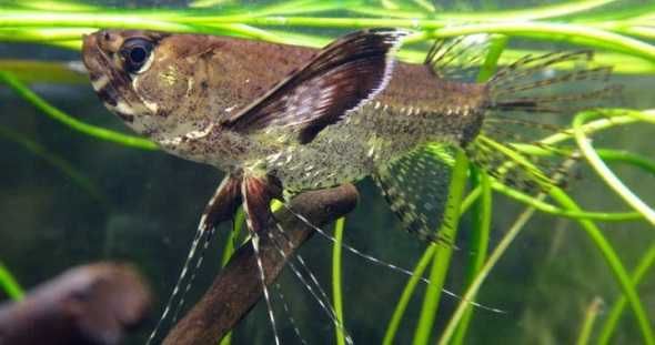 Motylowiec - ryba 5cm - sklep AKWAREKS